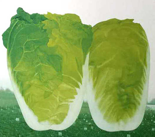 神狮金娃菜——娃娃菜 神狮金娃菜——娃娃菜